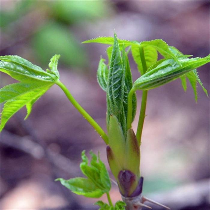 速冻野生刺五加吉林产地直销东北特产山野菜刺果棒芽500克2份包邮