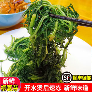 【东北野菜新鲜】最新东北野菜新鲜/批发报价