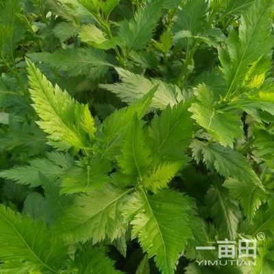 山野菜河南_批发_供应-一亩田农业网_专业的农产品信息商务平台