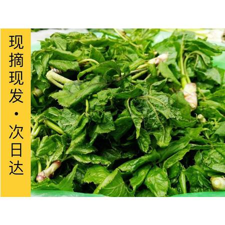 邮政专递 集安特产 刺果棒学名 刺五.加山野菜 东北三省包邮1斤装图片大全 邮乐官方网站